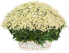 Цветочная композиция из Ромашки в корзине #REPLACE_PRED# Предивинске